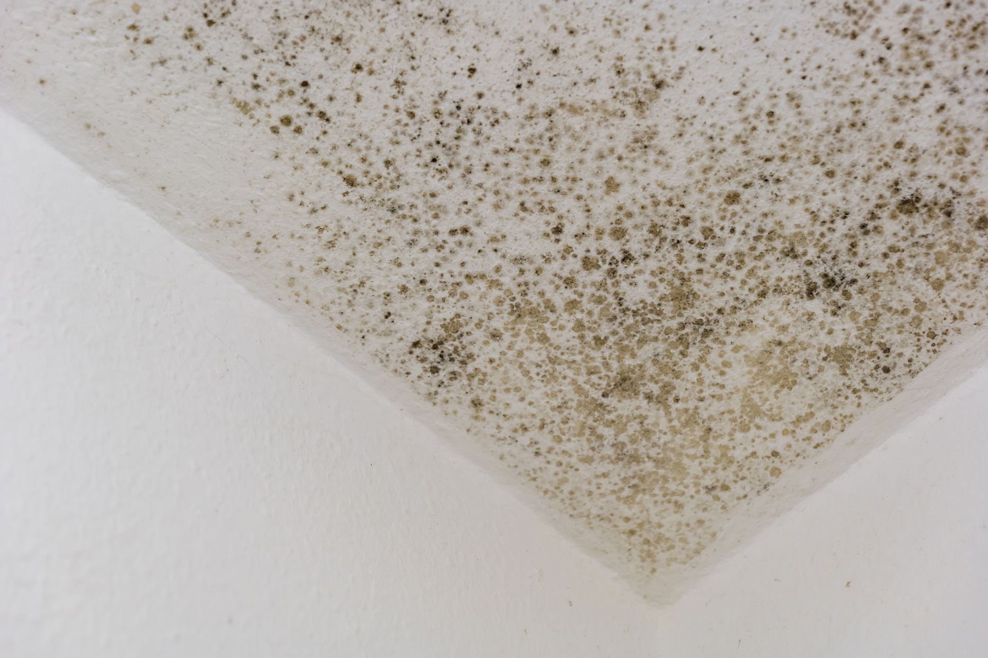 Mold In House – Jacksonville, FL – Affordable Mold Removal & Remodeling