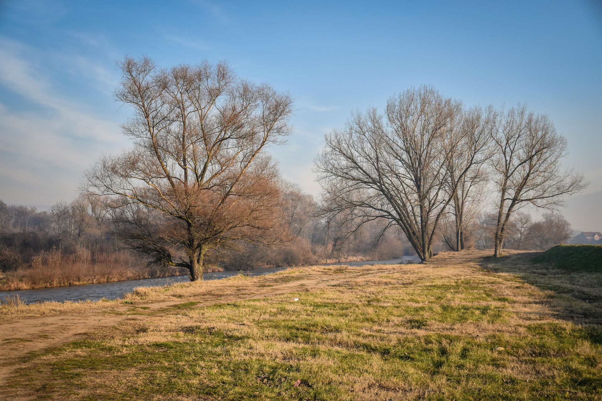 Trees with bare branches on a grassy bank beside a river, under a blue sky.