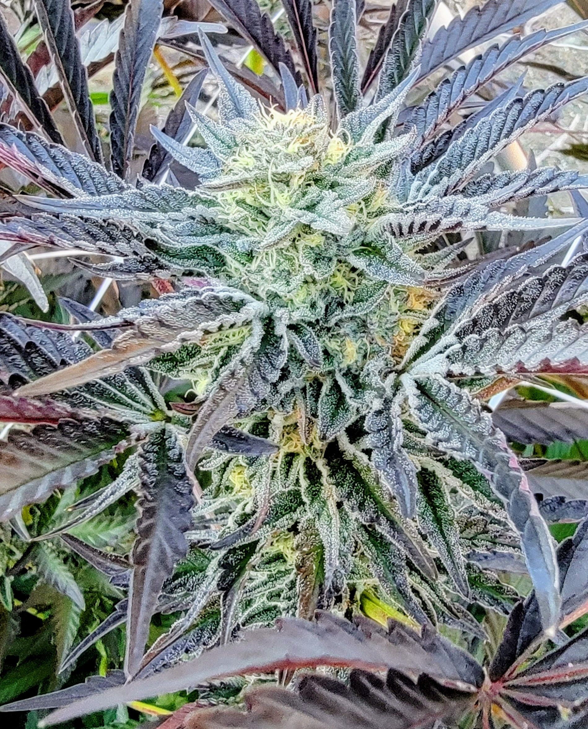 Mt. Mama Farm in Trinity County, legacy cannabis cultivation site for Cali Love 101, Emerald Triangle grown flower