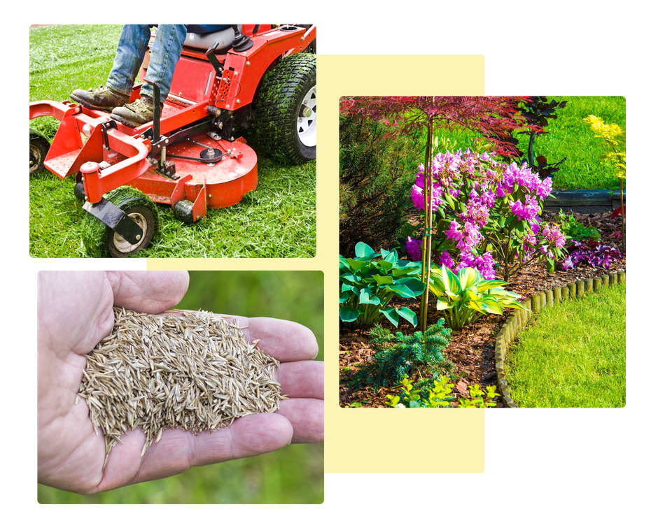 A person is riding a lawn mower and holding a pile of grass seeds in their hand.