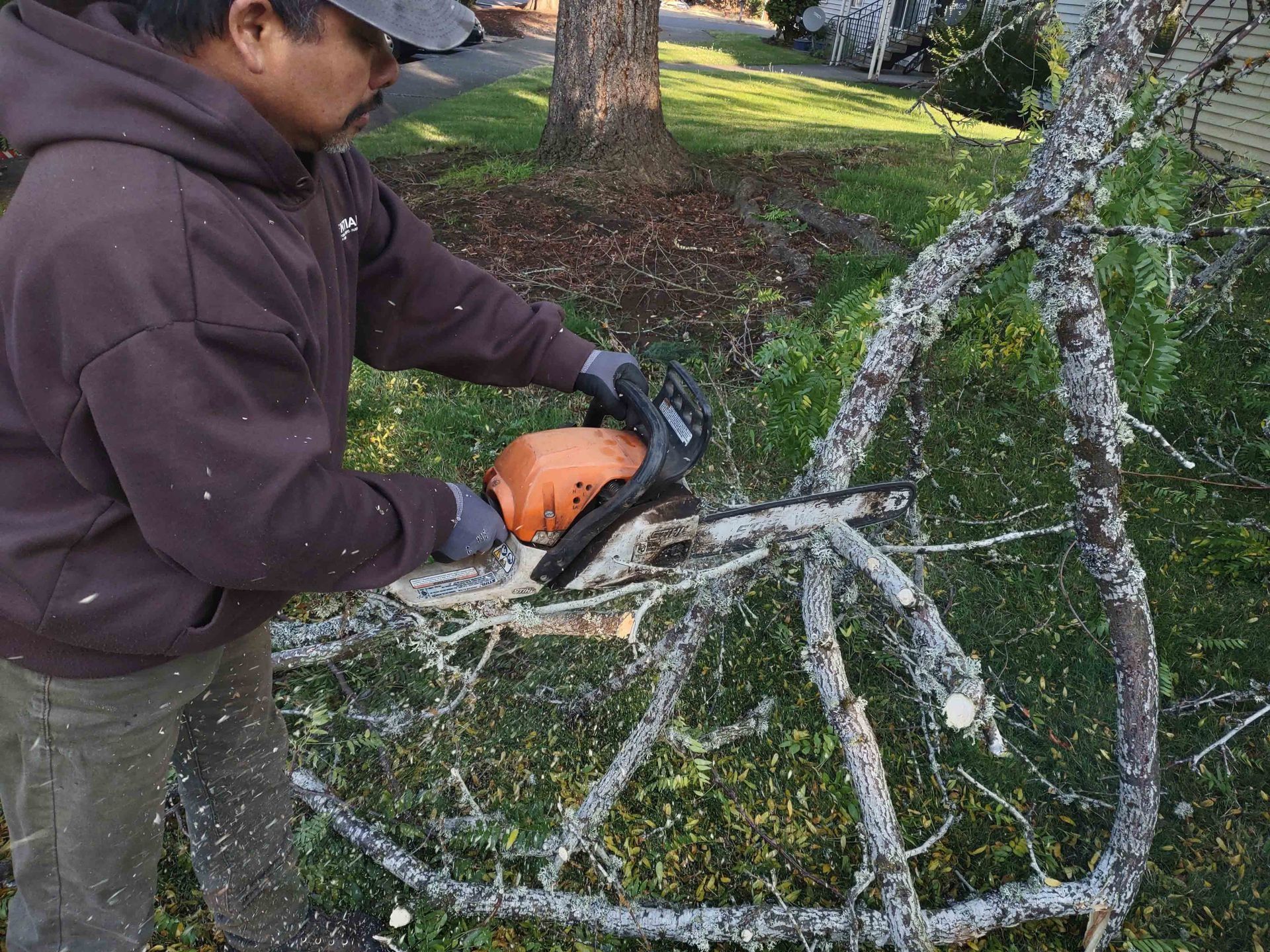 Person using a chainsaw to cut a branch from a moss-covered tree in a yard