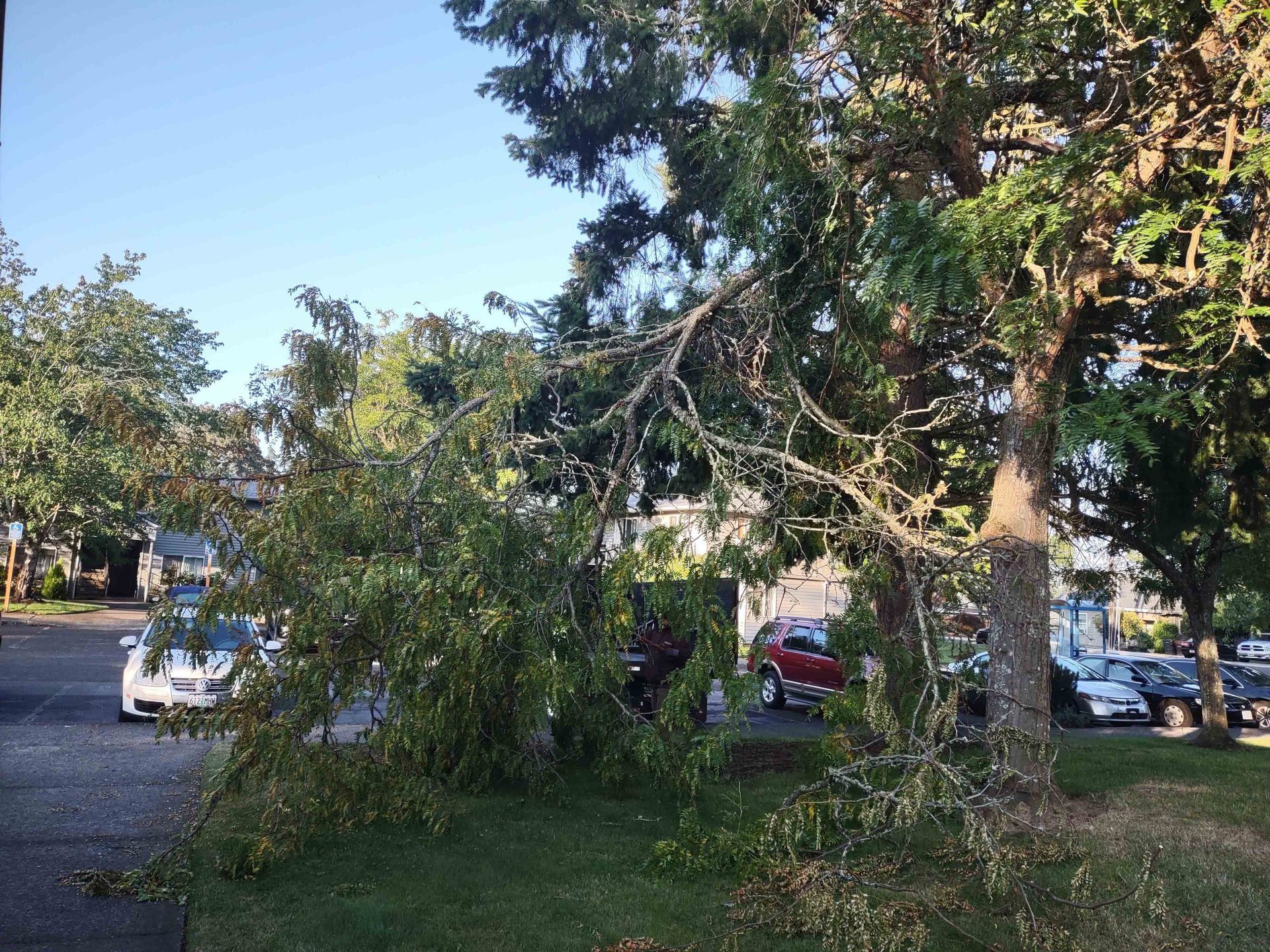 Parked cars behind a fallen leafy tree near a roadside in daylight