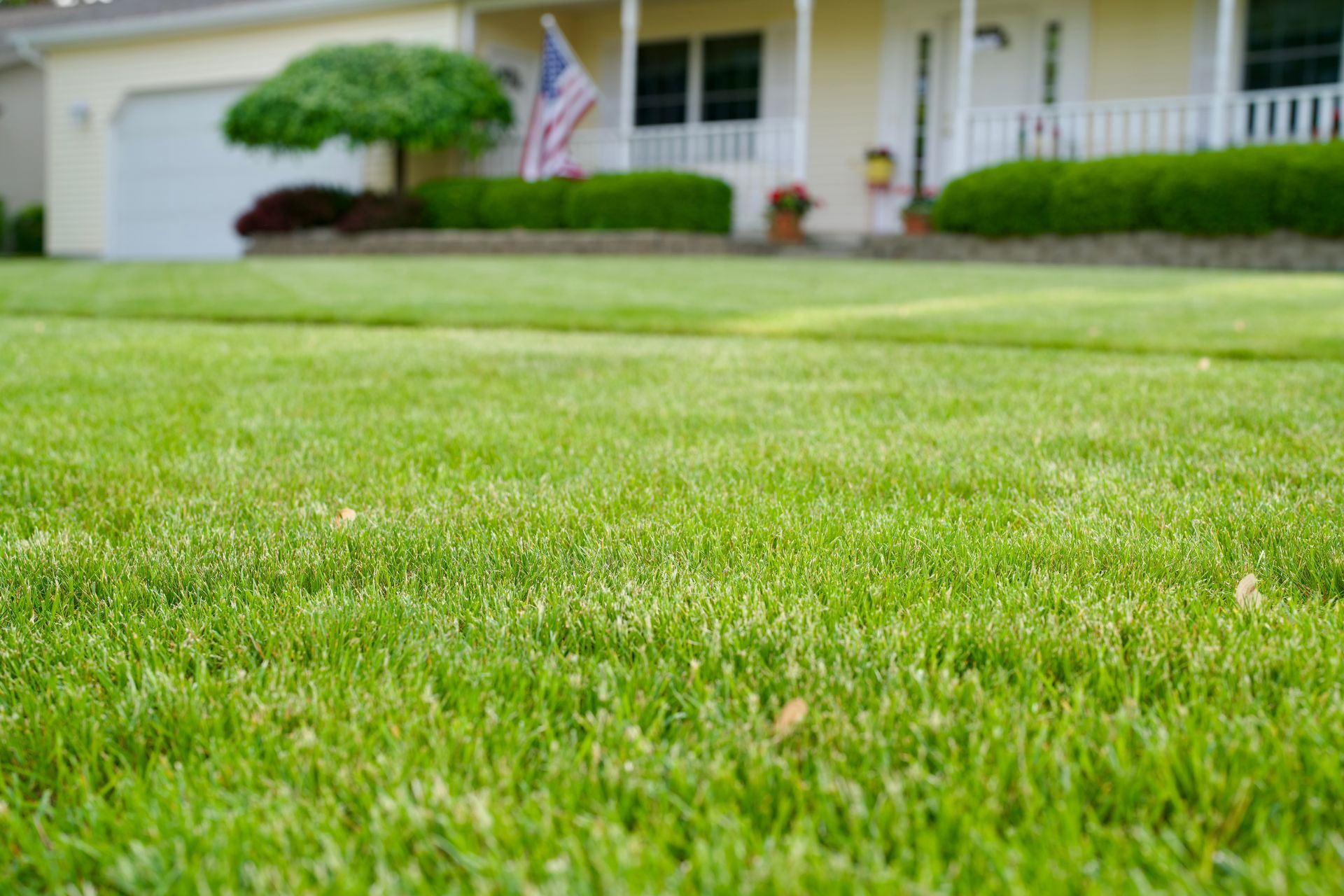 nut sedge control in richmond ky