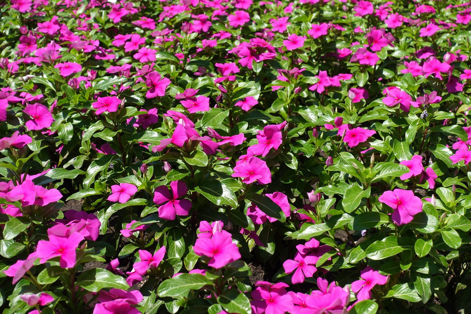 seasonal flower planting in richmond ky