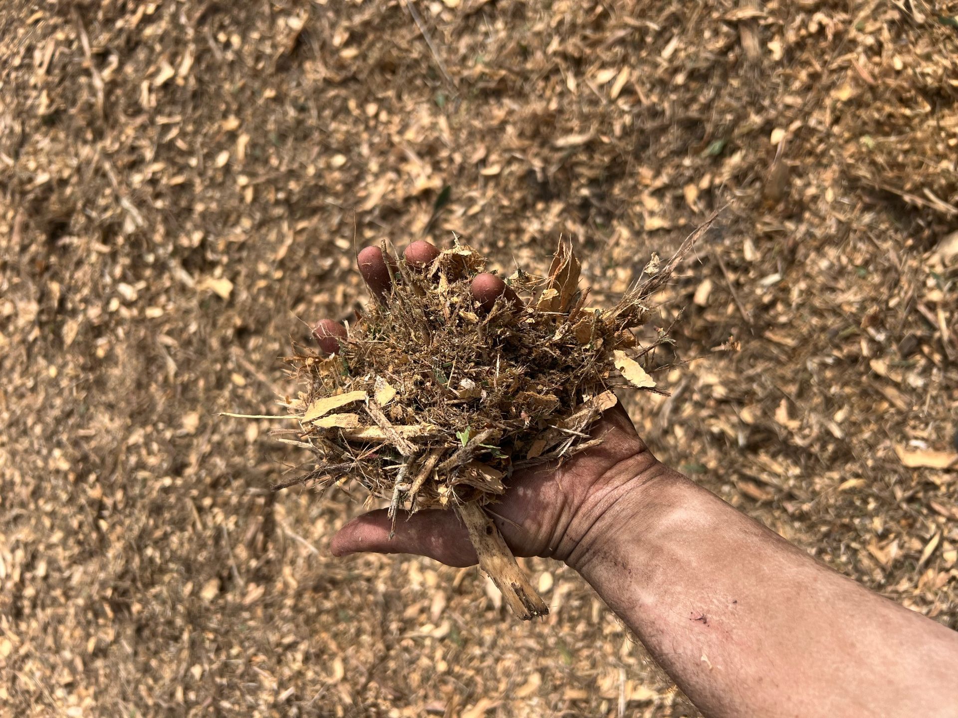 Hand holding a pile of wood chips against a background of wood chips.