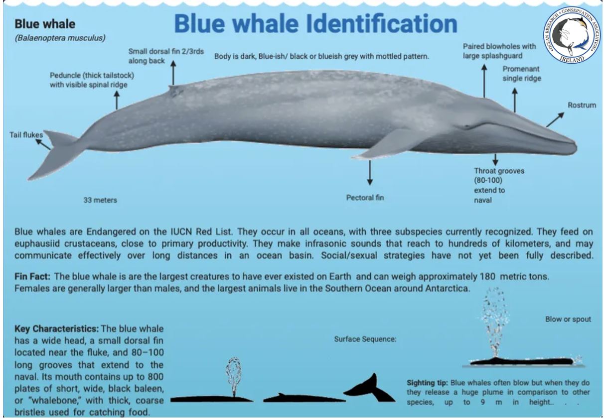 Размер Синего Кита Фото