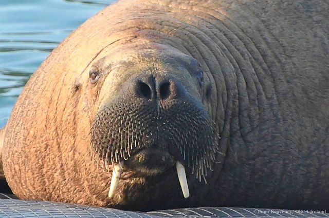 Seal Vs. Walrus: What's the difference between 