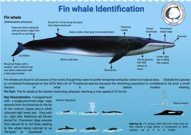 fin whale size