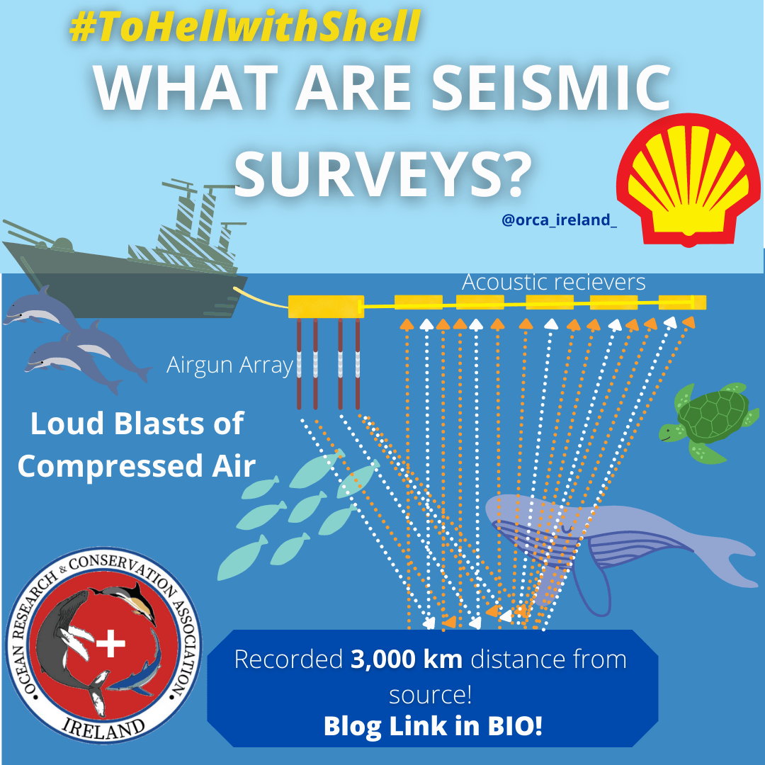 Shell Oil & Gas Seismic Surveys Threaten Whales off Africa