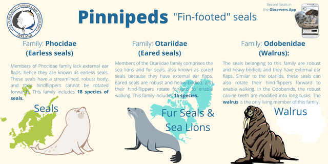 Dare to Compare: What's the Difference Between Sea Lions and Seals