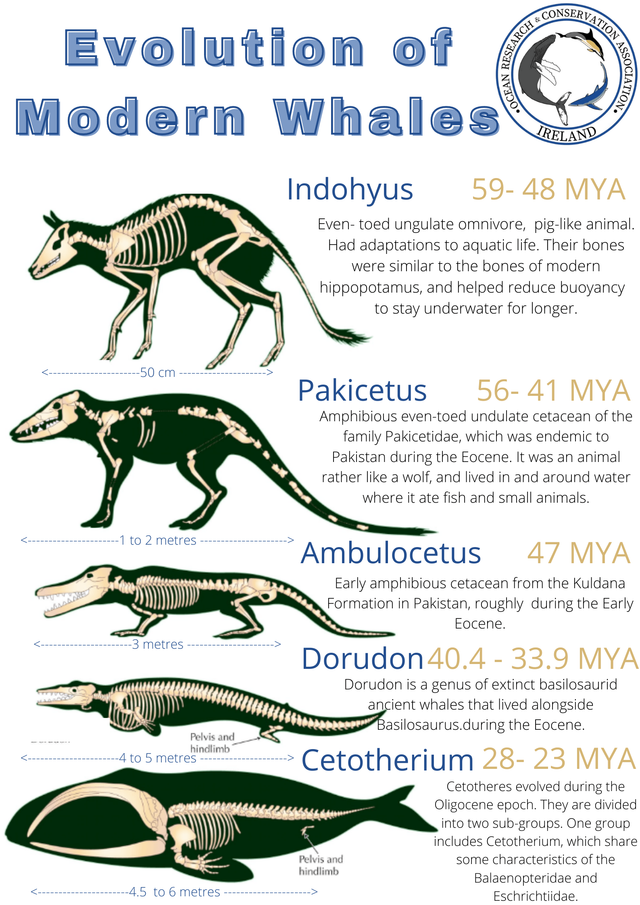 Modern Toothed Whale