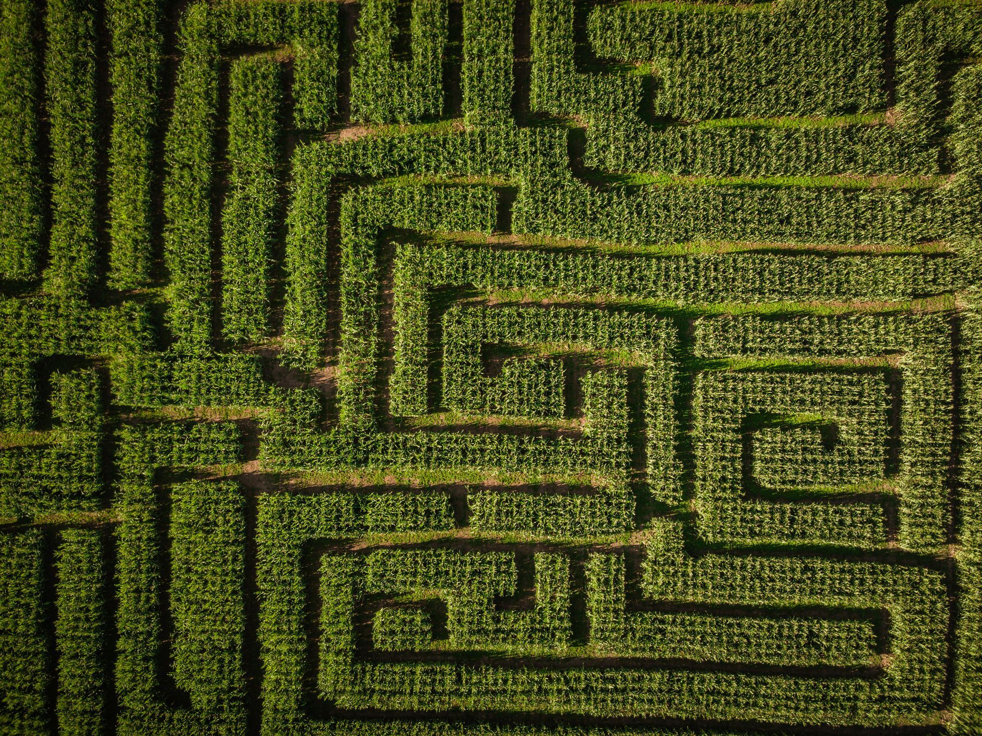 An aerial view of a corn maze in a field.