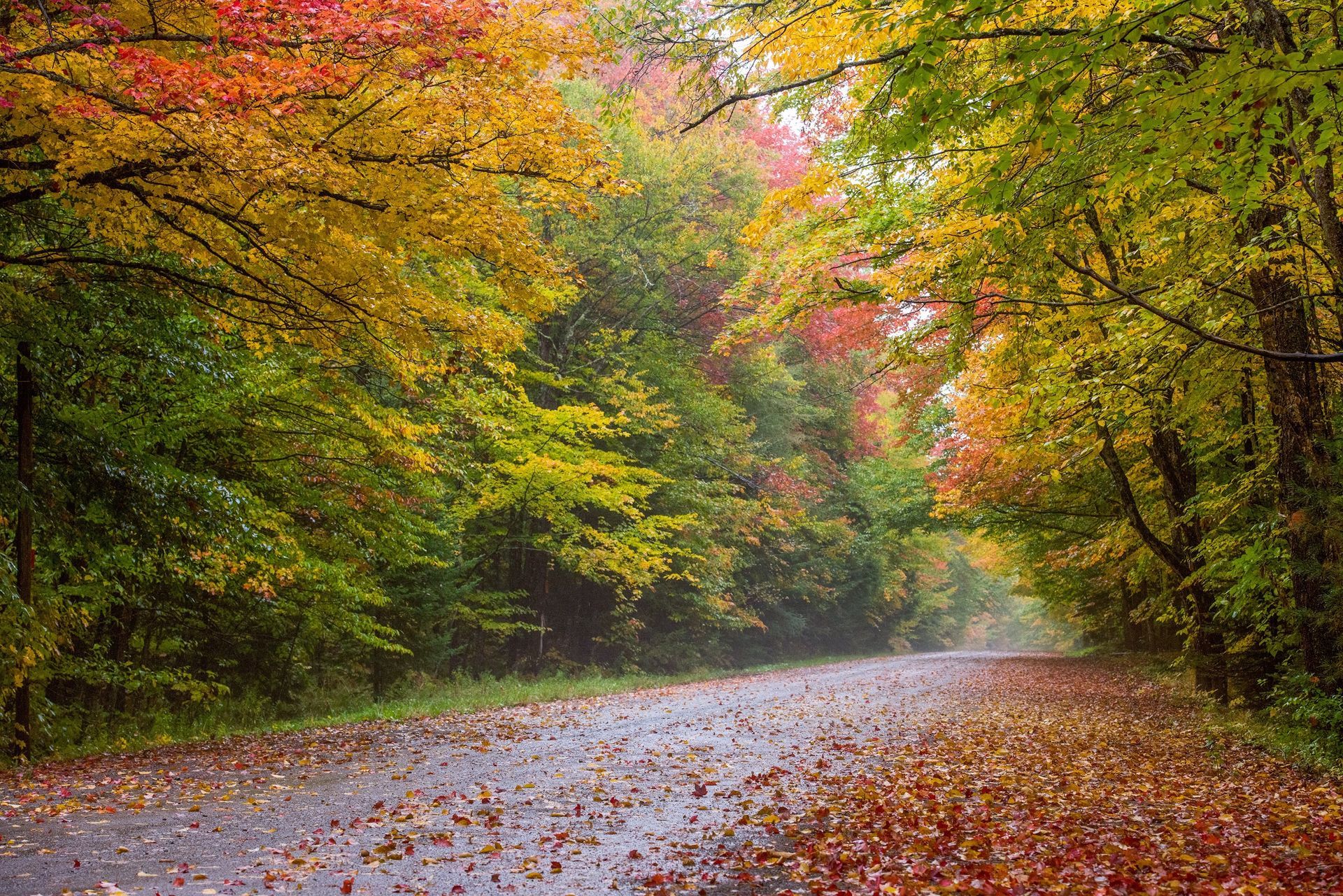 A road covered in leaves in the middle of a forest.