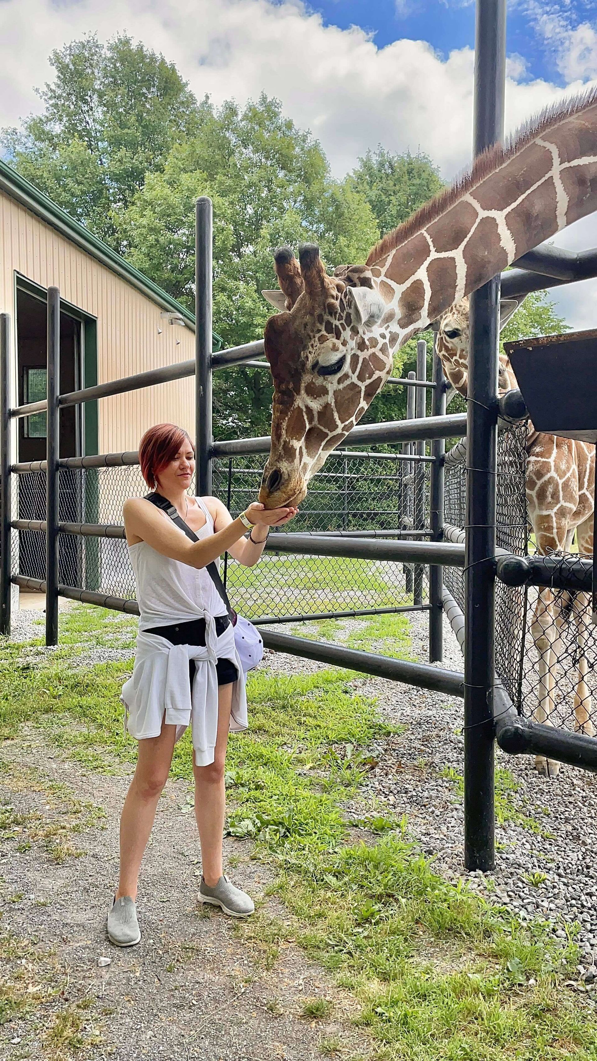 woman feeding giraffe during a behind the scenes at safari niagara interactive zoo experience niagara
