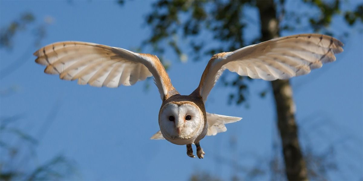 a close up of barn owl at interactive zoo experience niagara