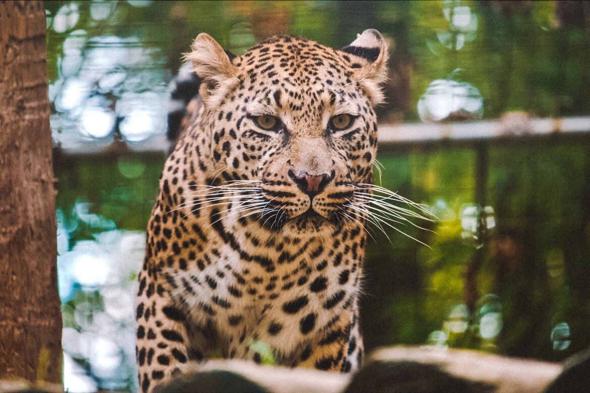 a close up of a leopard looking at the camera at niagara region zoo