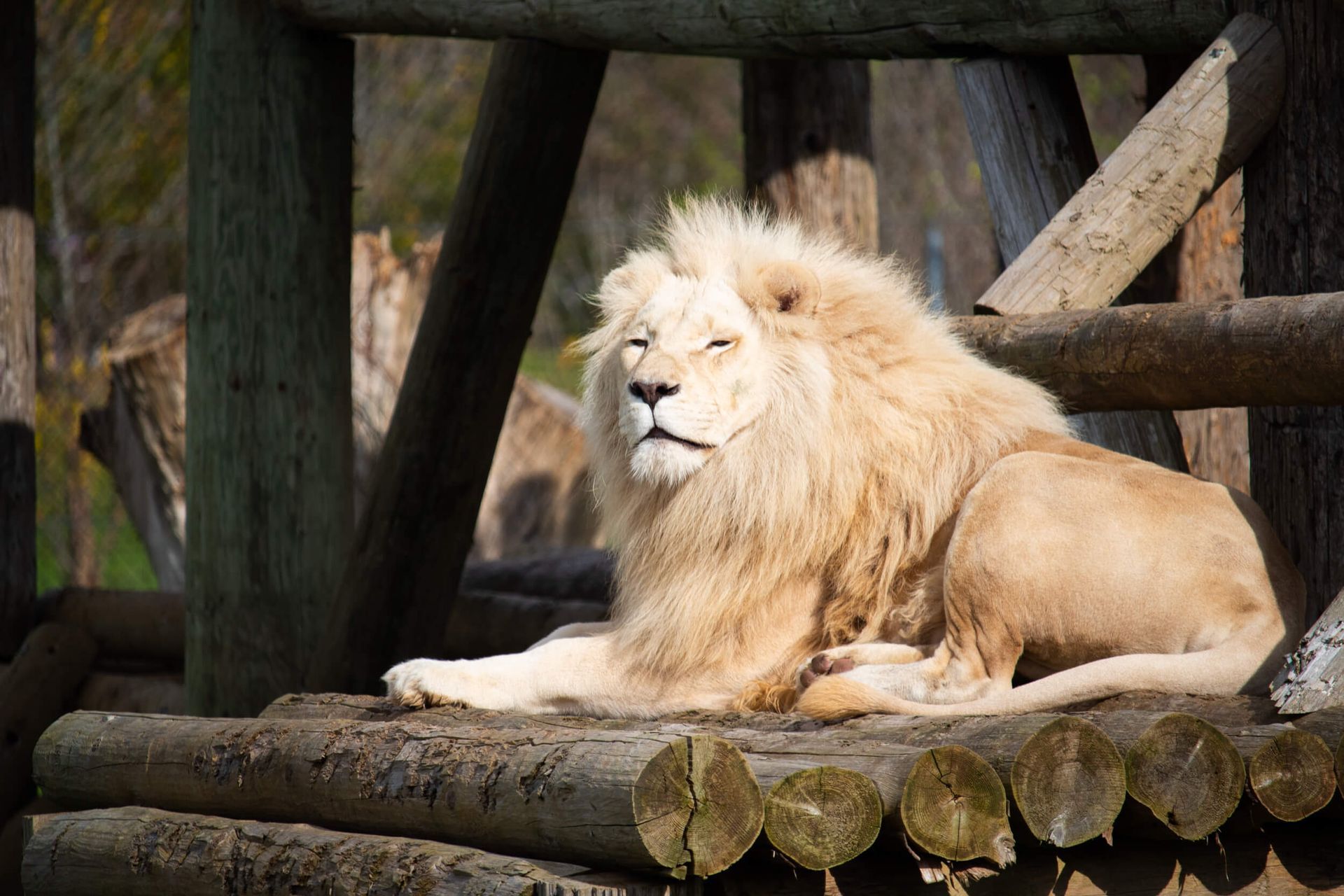 a white lion laying on a wooden platform sunbathing with it's eyes closed