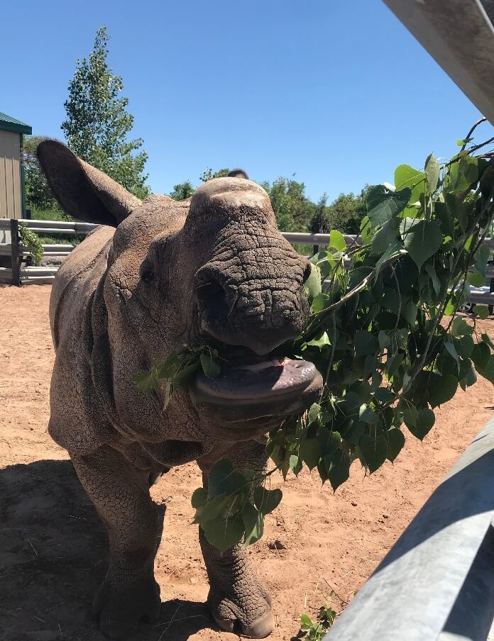 rhino eating bunch of leaves at a behind the scenes experience