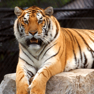 a close up of a tiger looking at the camera at niagara region zoo
