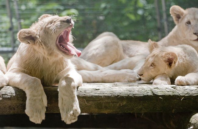 white lions yawning and laying on a log in a zoo exhibit niagara zoo activities
