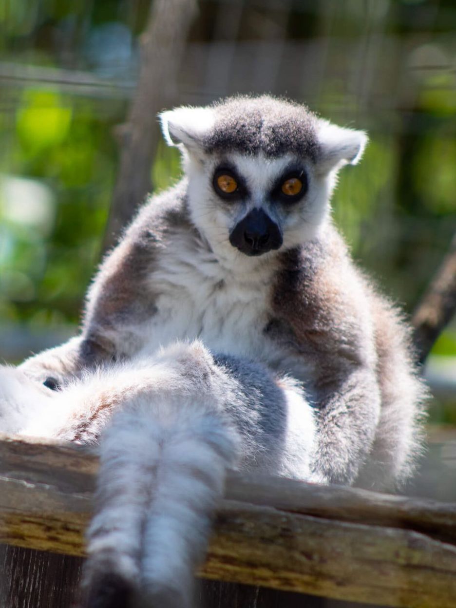 a lemur is sitting on a tree branch and looking at the camera at safari niagara ontario