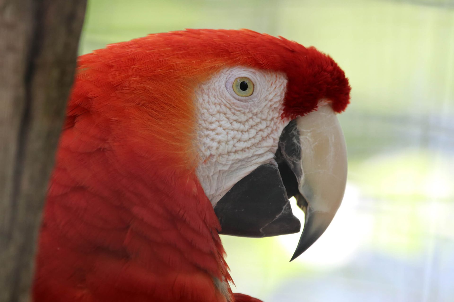 a close up of parrot at interactive zoo experience niagara