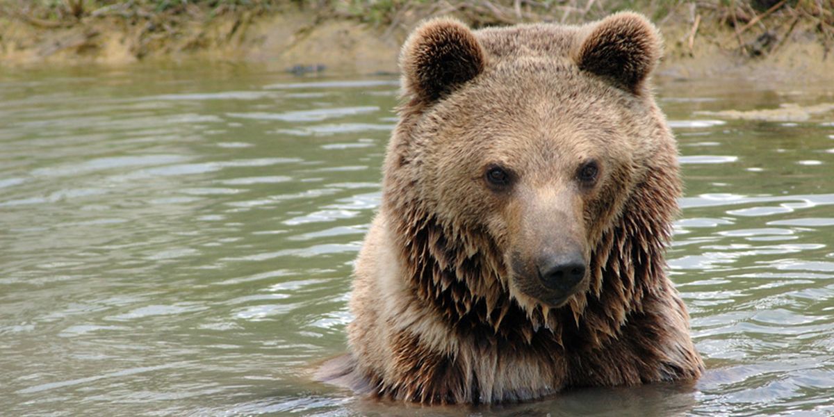 a brown bear is swimming in a body of water at a niagara animal exhibit