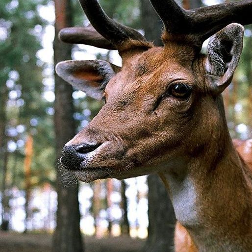 a close up of fallow deer at interactive zoo experience niagara