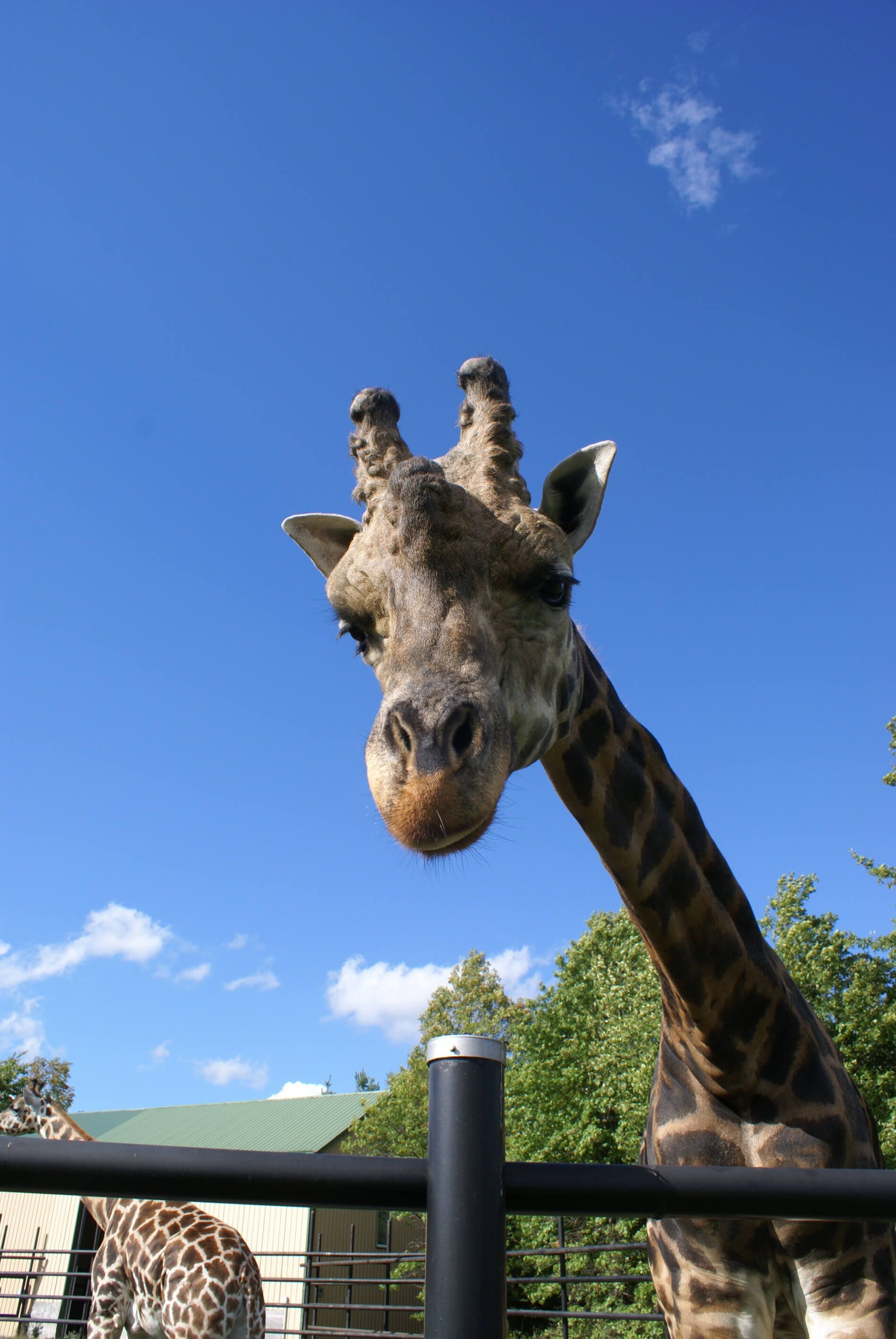 a close up of giraffe at interactive zoo experience niagara