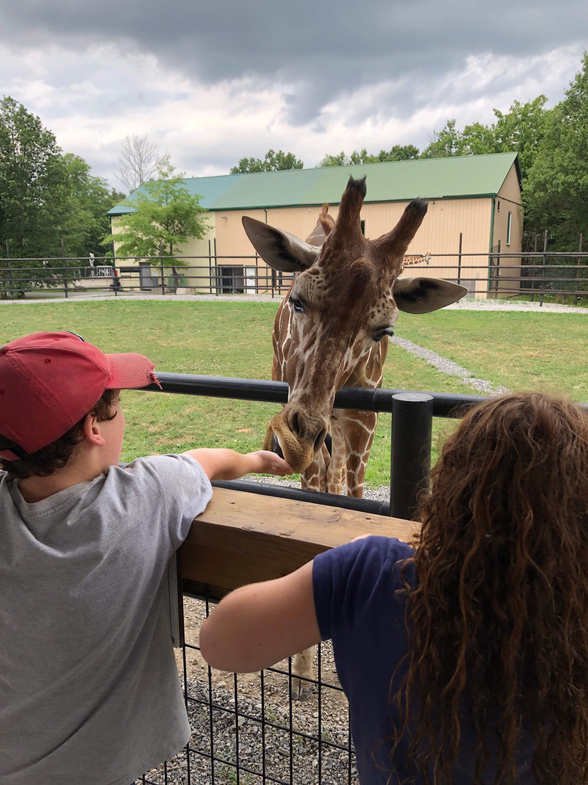 a boy and a girl are feeding a giraffe at a niagara safari park