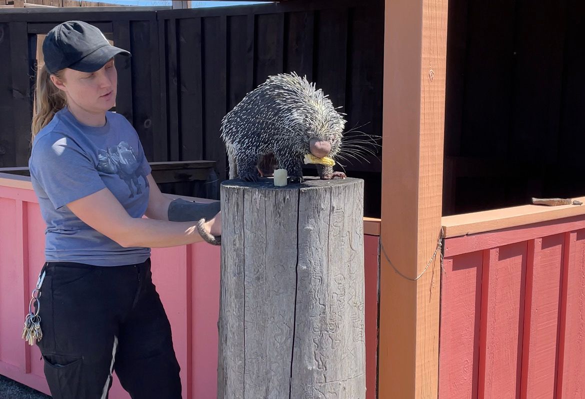 porcupine at safari naigara