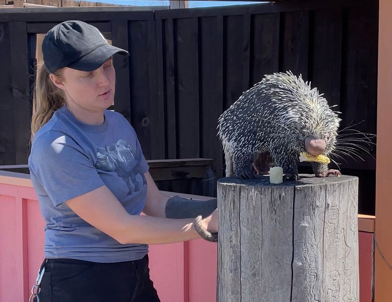 porcupine at education show
