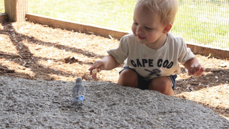 kids playing at a playground at a family-friendly zoo niagara