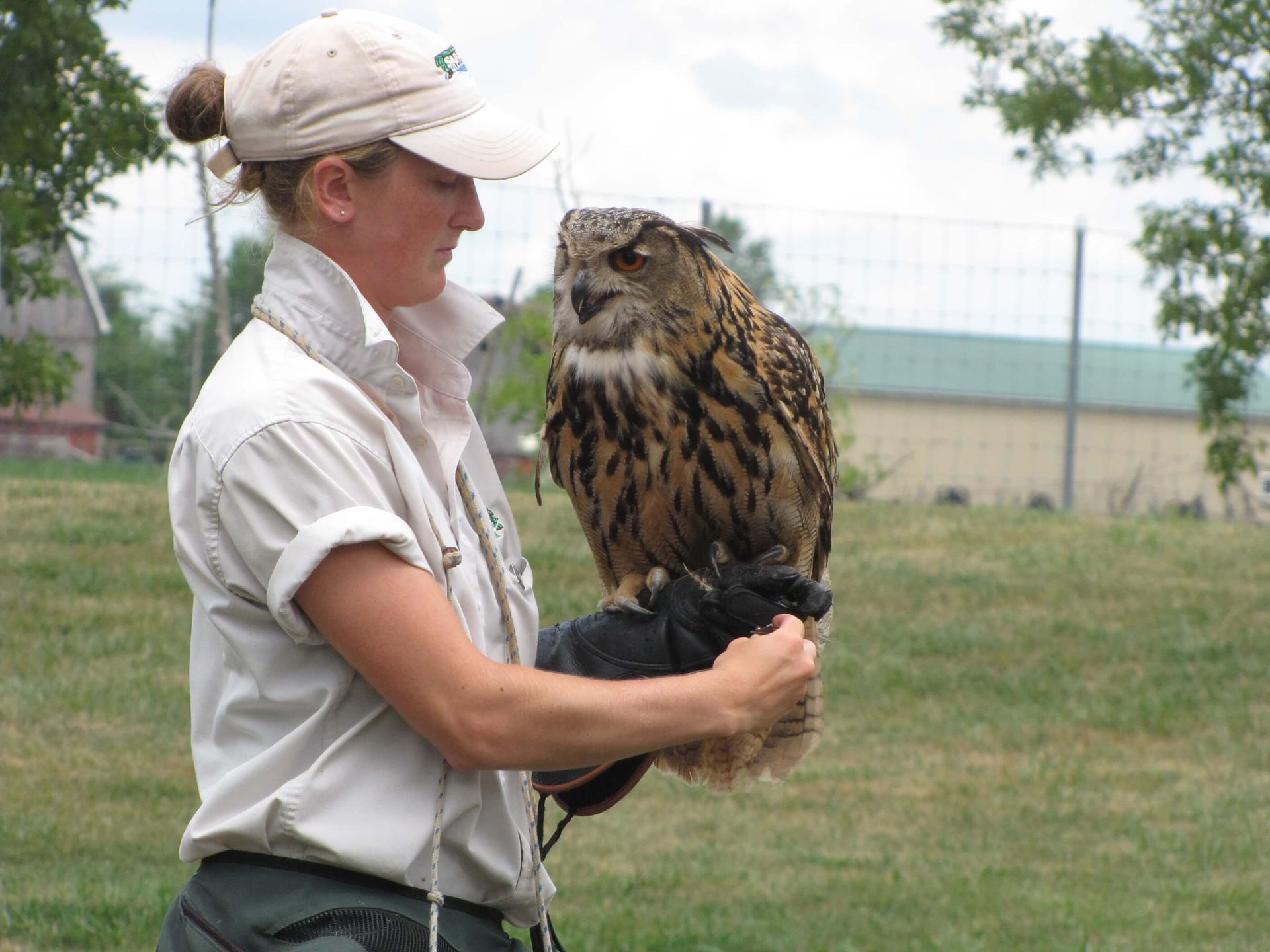 owl at keeper show