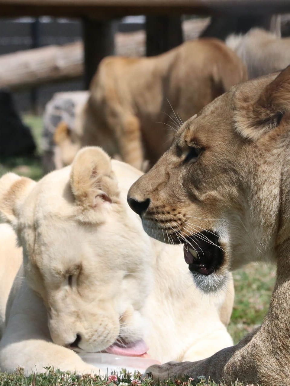 a close up of lions at interactive zoo experience niagara