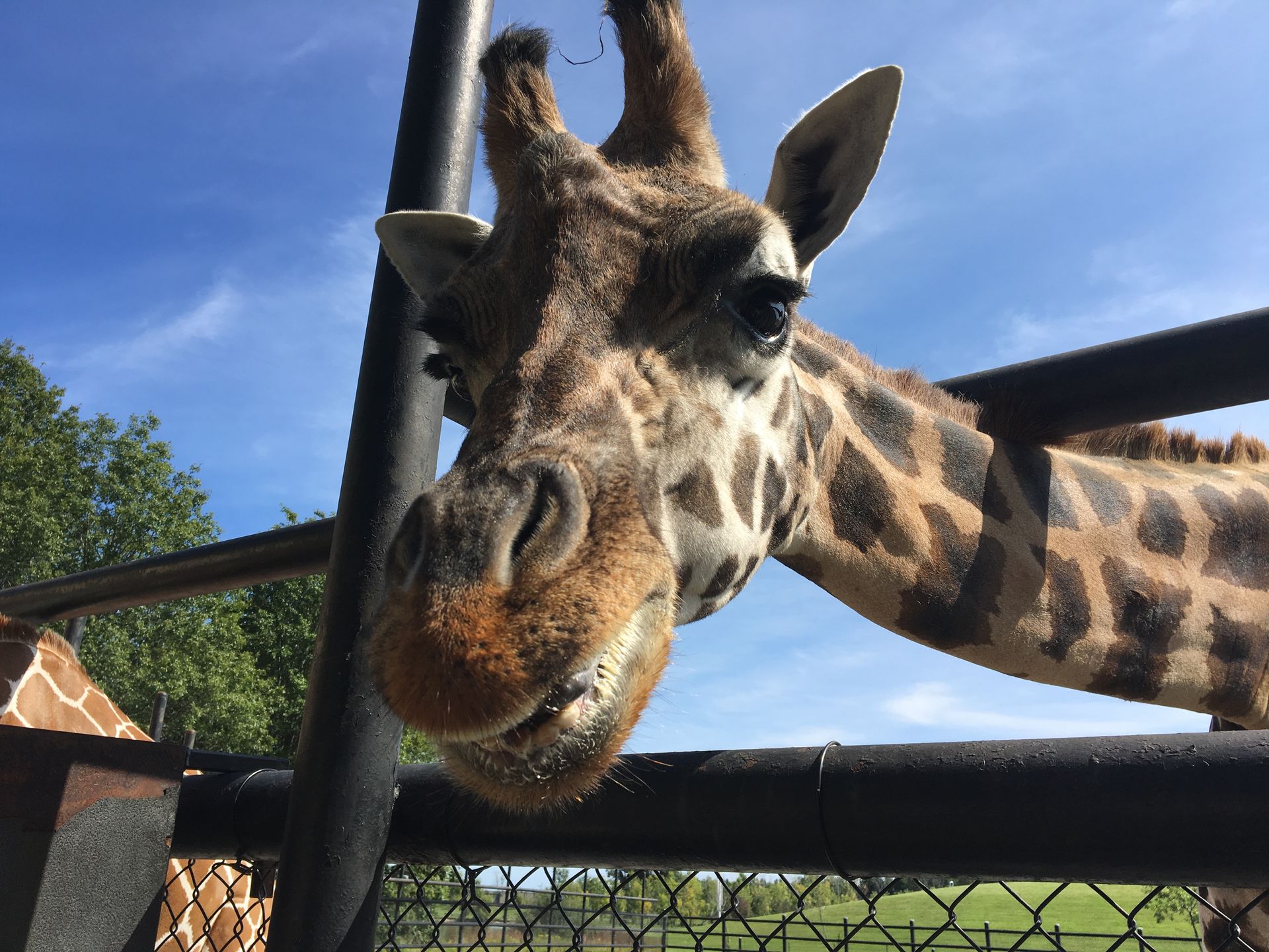 a close up of giraffe at interactive zoo experience niagara