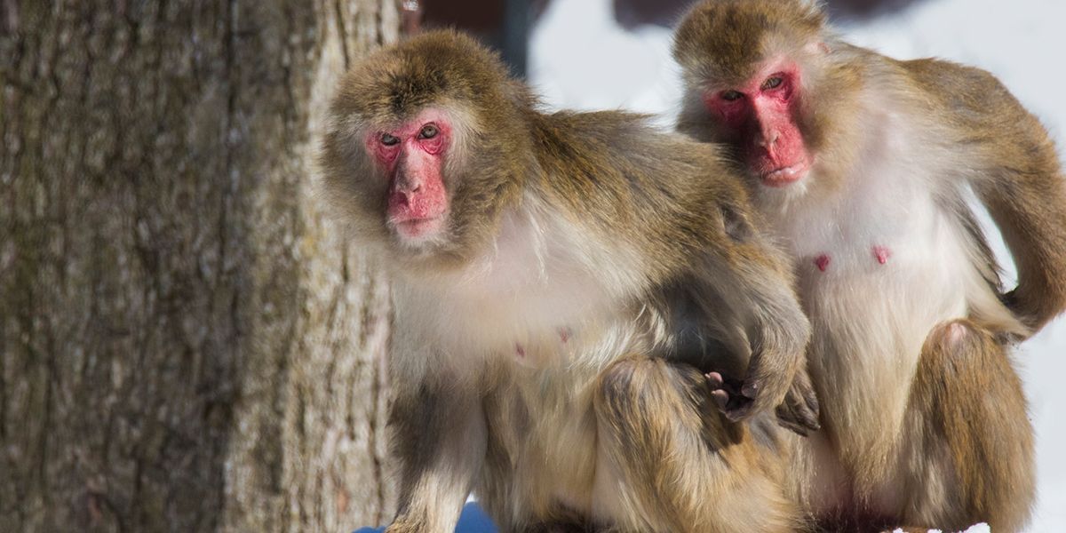 a close up of japanese macaque at interactive zoo experience niagara