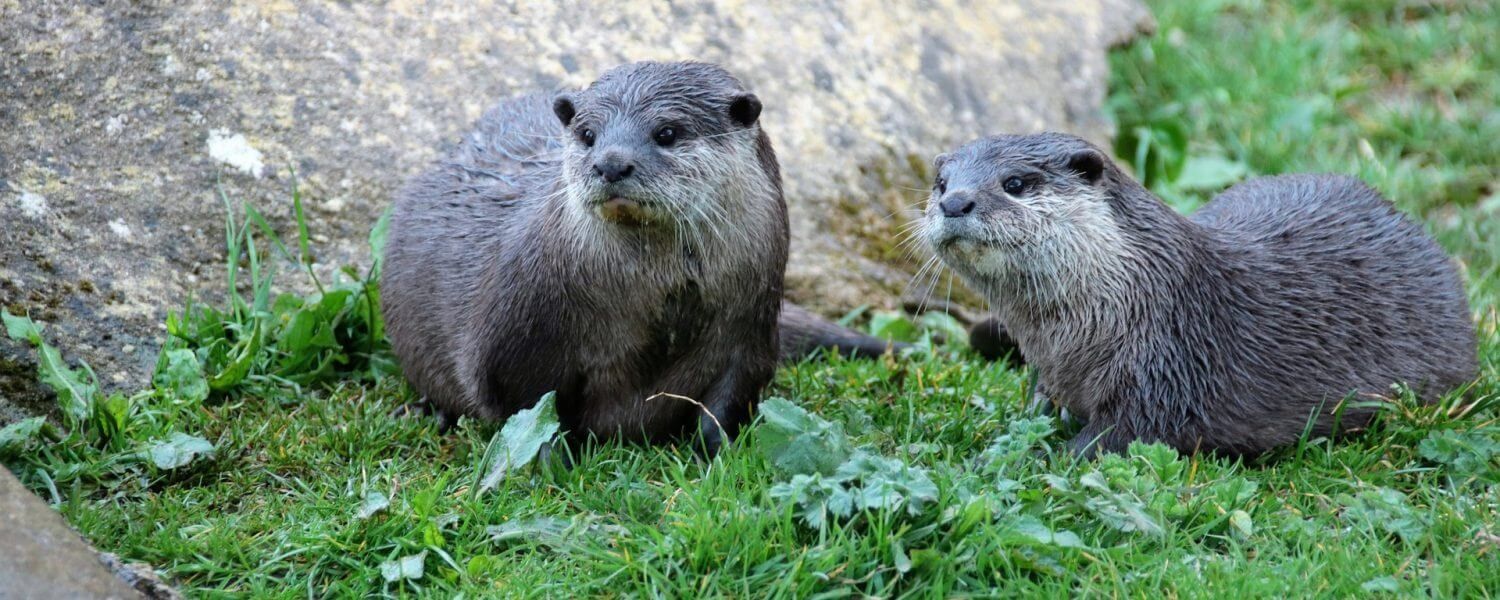 a close up of river otters at interactive zoo experience niagara