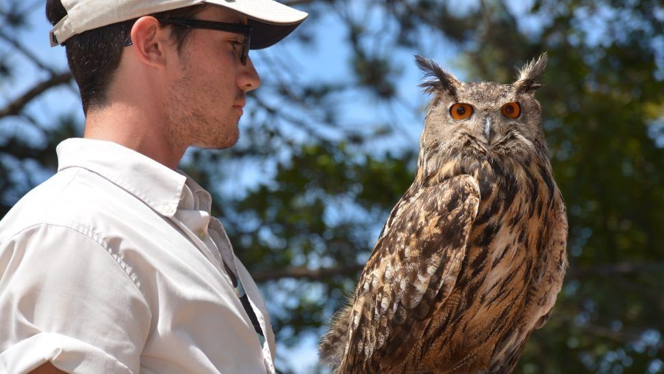 safari niagara zookeeper holding an owl during an interactive zoo experience niagara