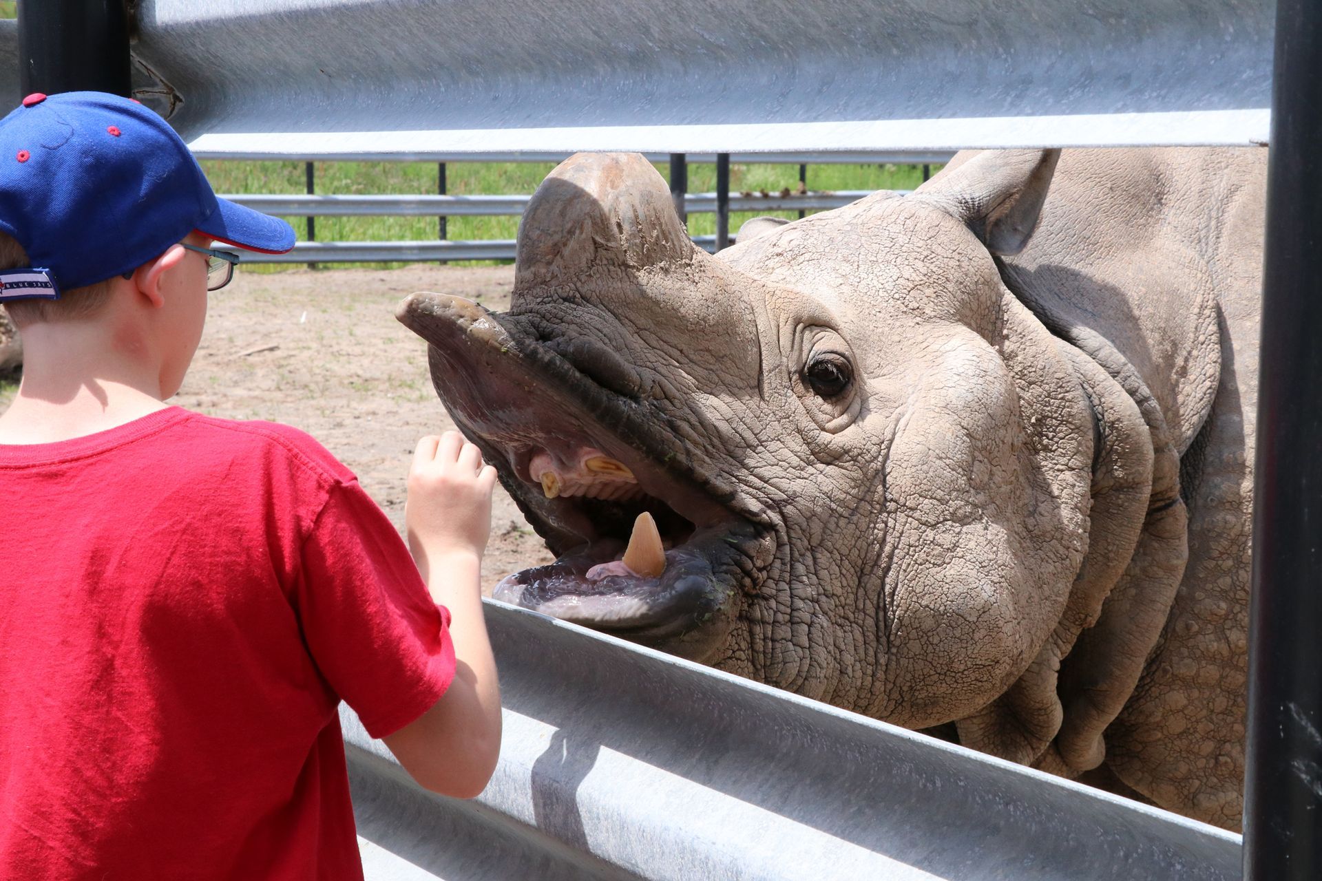 a boy in a blue hat feeds a rhino