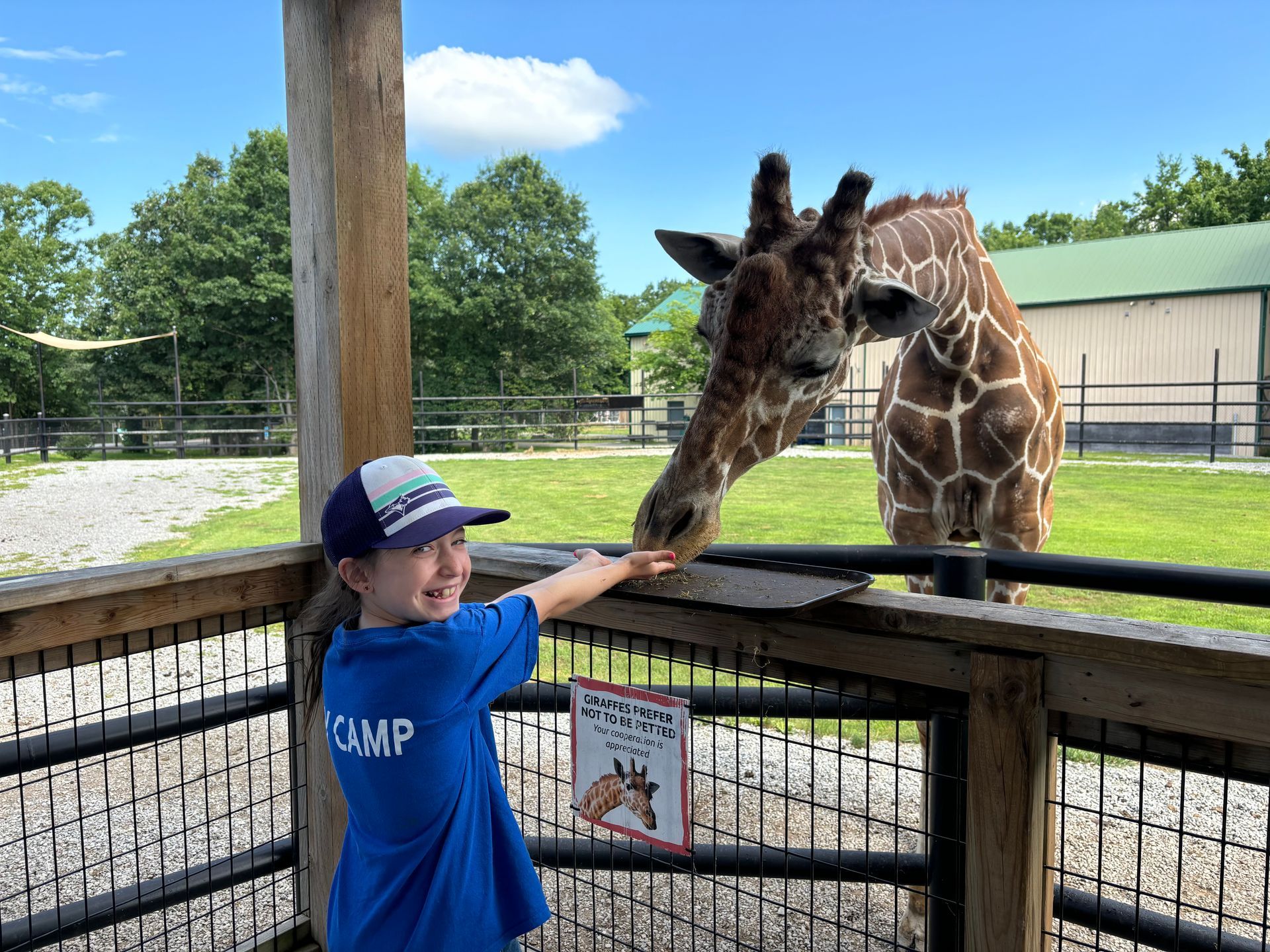 a young boy feed a giraffe