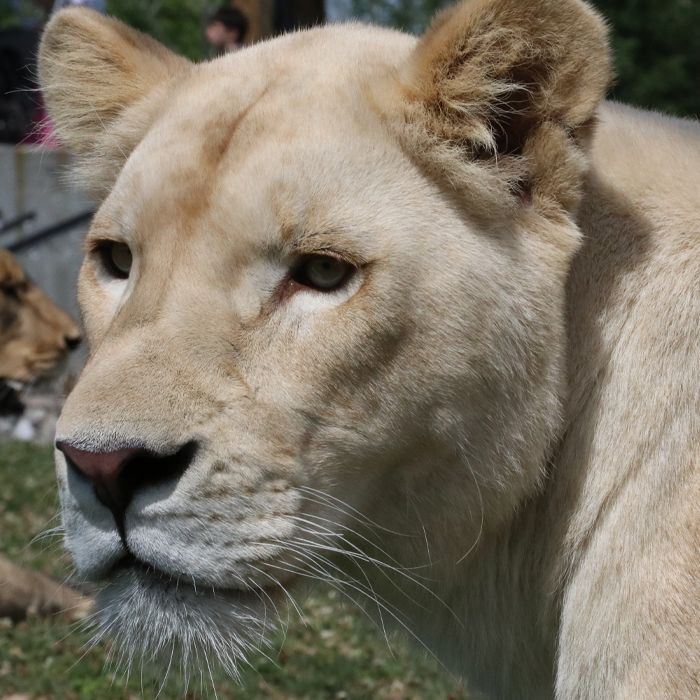 a close up of an exotic white lion 's face at safari niagara