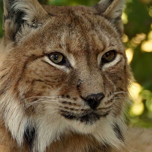 close up of lynx at a niagara wildlife conservation