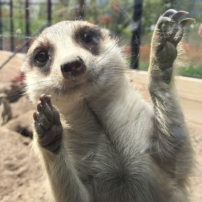 meerkat posing for the camera at interactive zoo experience niagara