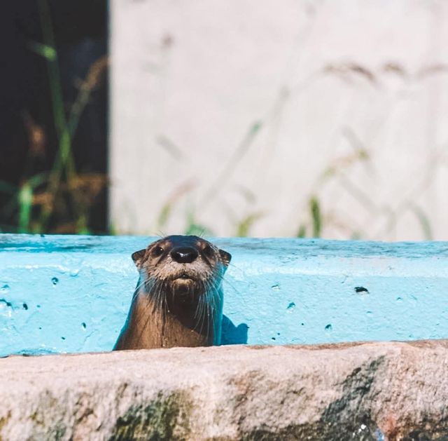 Safari Niagara | Get Closer at one of Ontario's Favourite Zoos