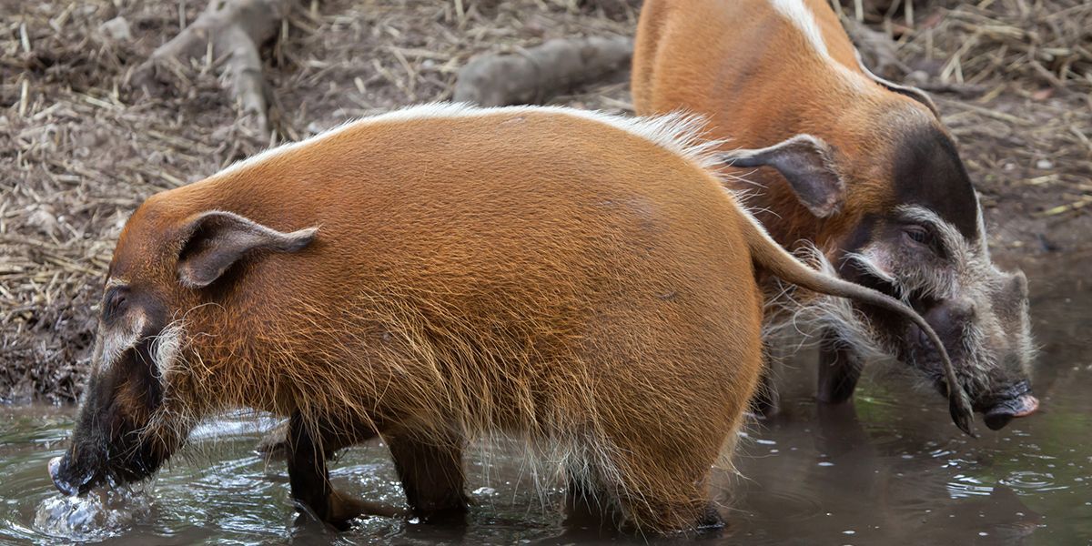 a close up of red river hog at interactive zoo experience niagara