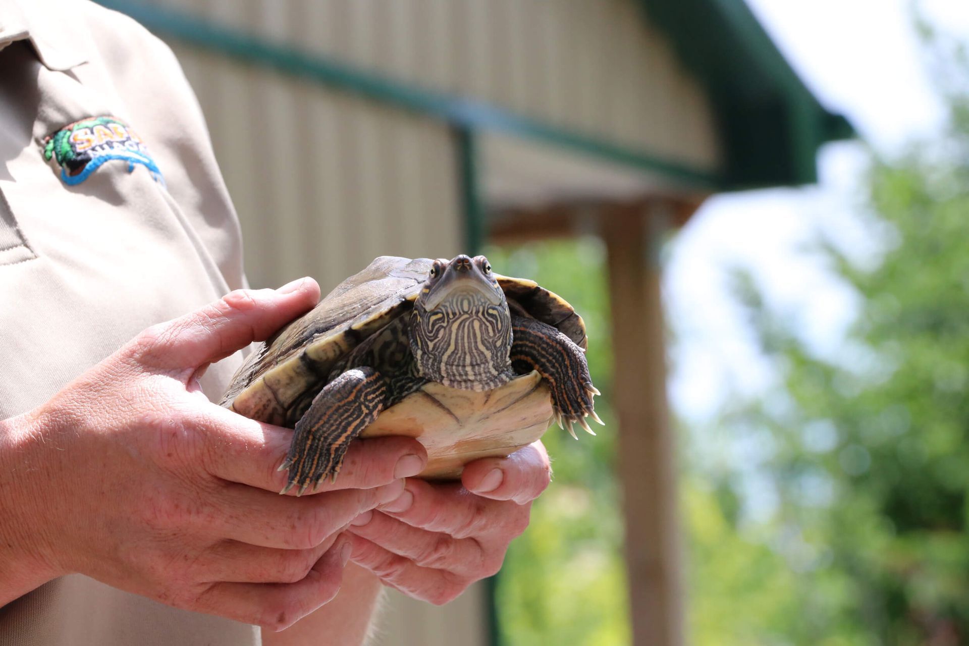 a close up of turtle at interactive zoo experience niagara