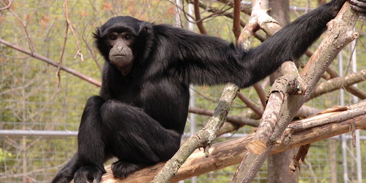 siamang sitting on wood post at ontario zoological park