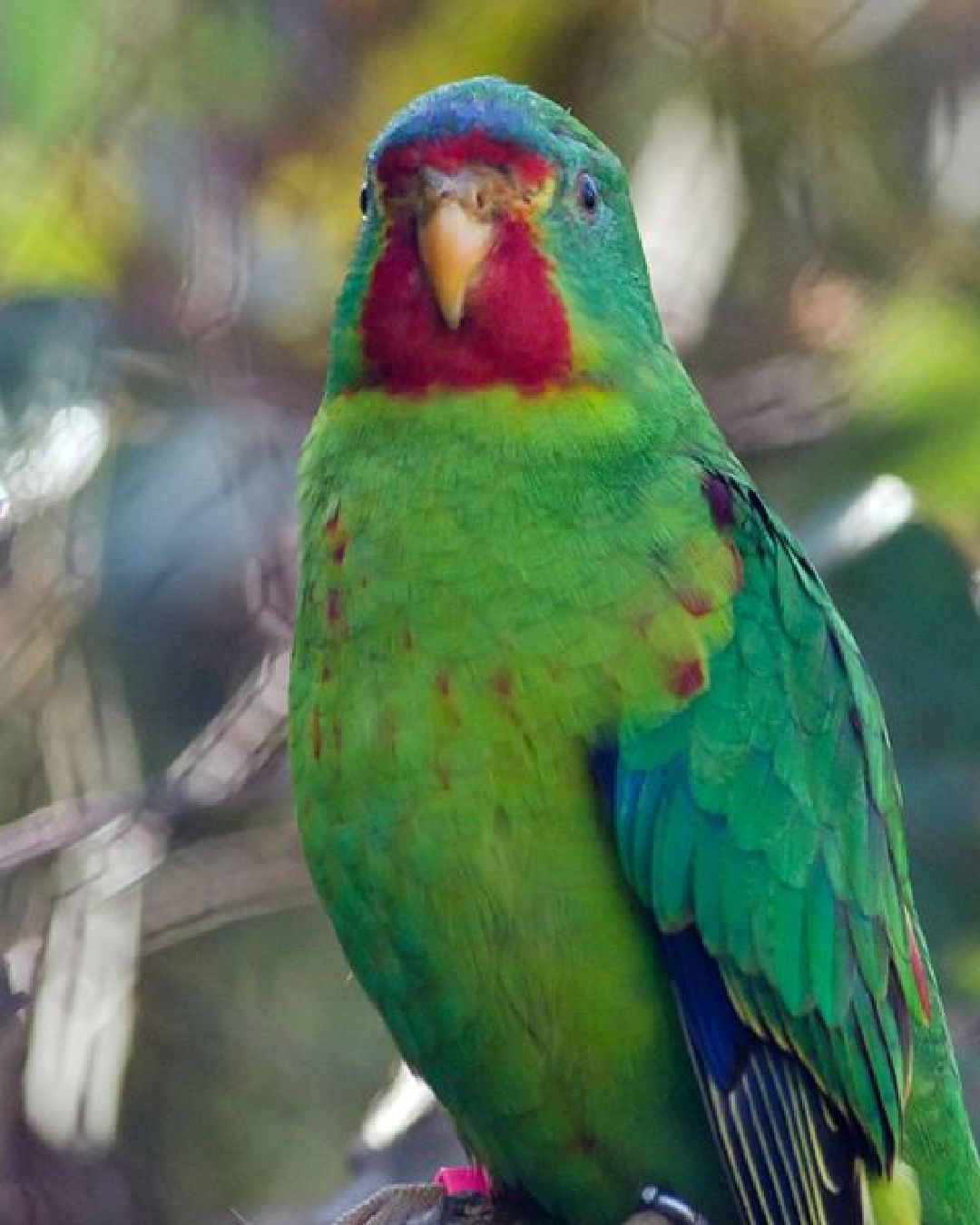 a close up of parrot at interactive zoo experience niagara