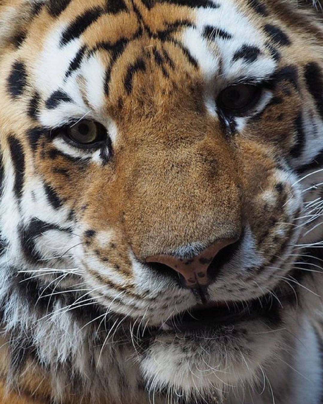 a close up of tiger at interactive zoo experience niagara